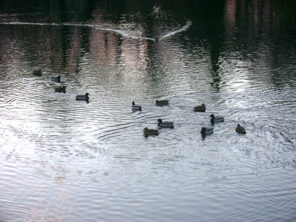 Ducks 2
