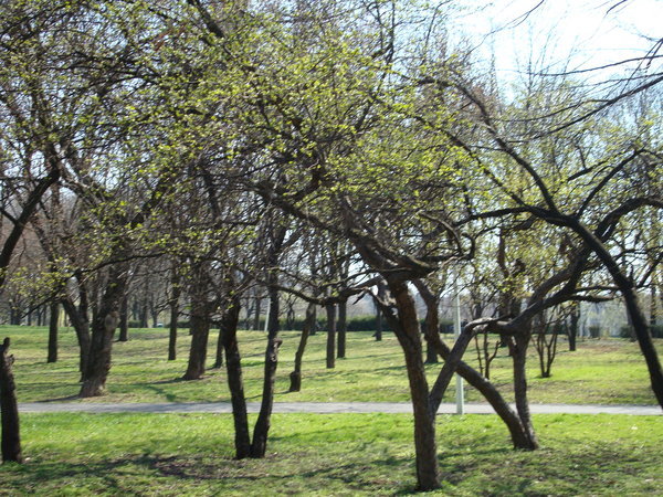 Spring in the parc