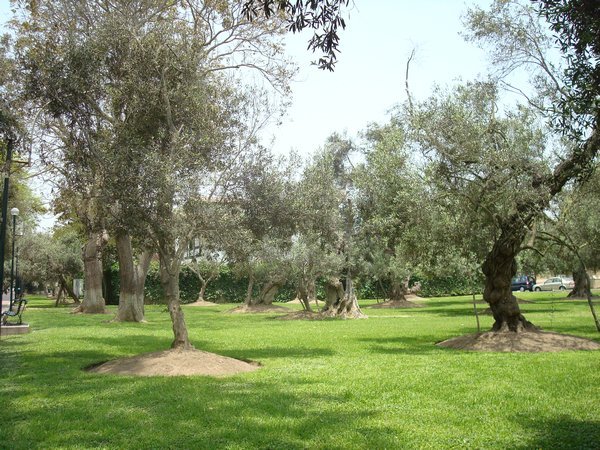 Bosque El Olivar