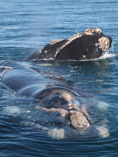 Right Back Whales, Puerto Madryn, Argentina