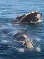Right Back Whales, Puerto Madryn, Argentina