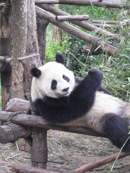 China - Pandas in Chengdu