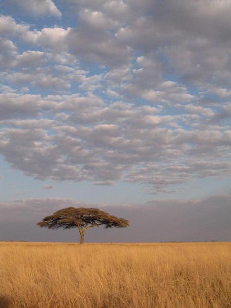 Africa - The Serengetti National Park