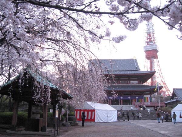 Cherry Blossoms at Zojoji Temple