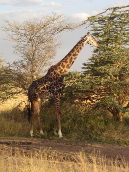 Masai Giraf 