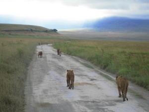 Early morning prowl in Ngorogoro Crater