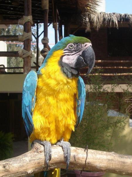 Macaw at our Hostel in Huacachina