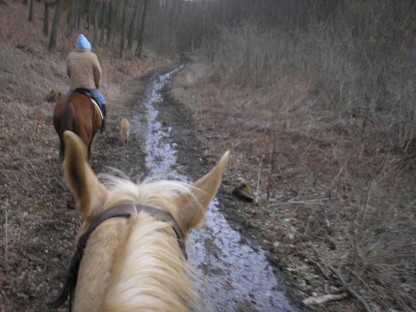 Horseriding in the Czech Woods
