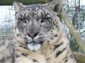 Cats- snow leopard