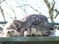 Cats- snow leopard 2
