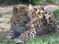 Cats- amur leopard 1