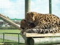 Cats- amur leopard 2
