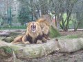 Cats- lion 1