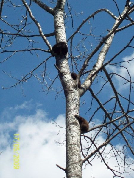 Cubs up tree