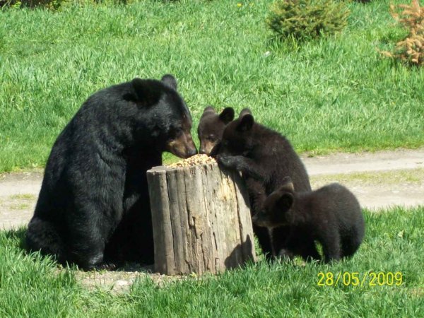 Mom and cubs