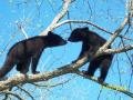 Cubs kissing in tree