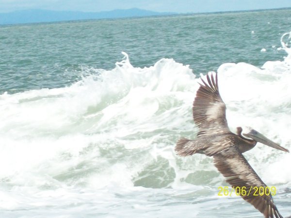 Pelican at beach