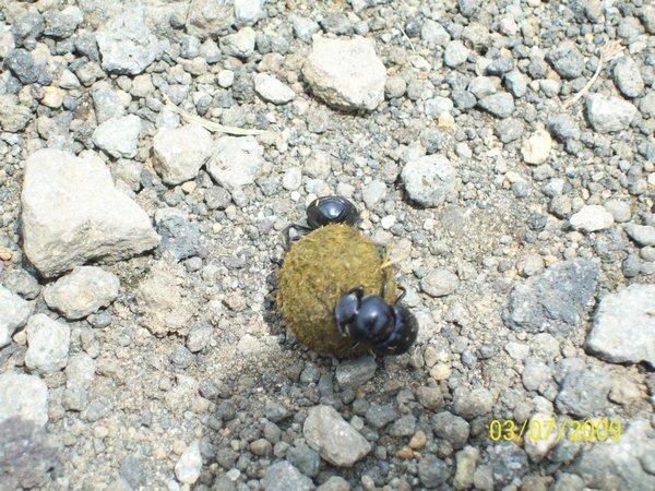 Dung beetle