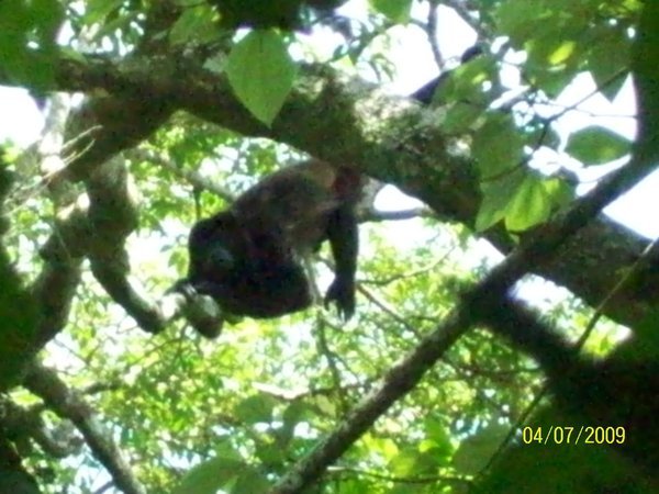 Howler Monkey 