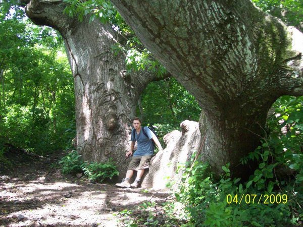 Giant tree 