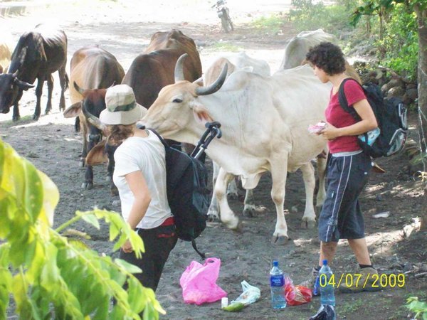 Cattle displacing tourists