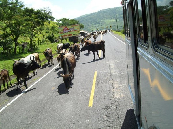 Cattle Traffic