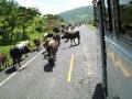 Cattle Traffic