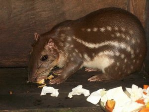 Agouti paca | Photo