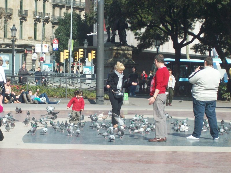 Plaça Catalunya Pigeon Population