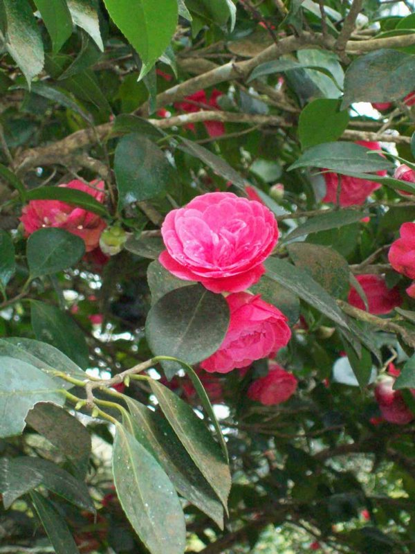 Sintra- Flower