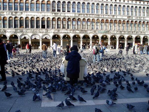 All the pigeons!