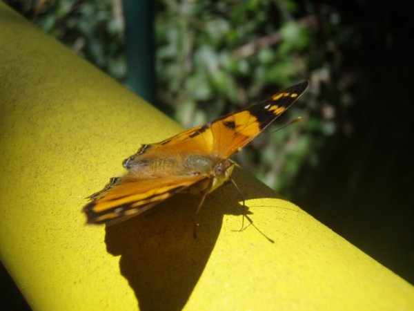Butterflies at Iguassu 1