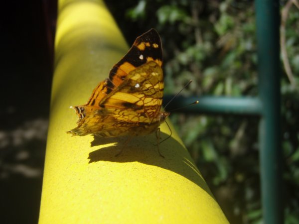 Butterflies at Iguassu 2