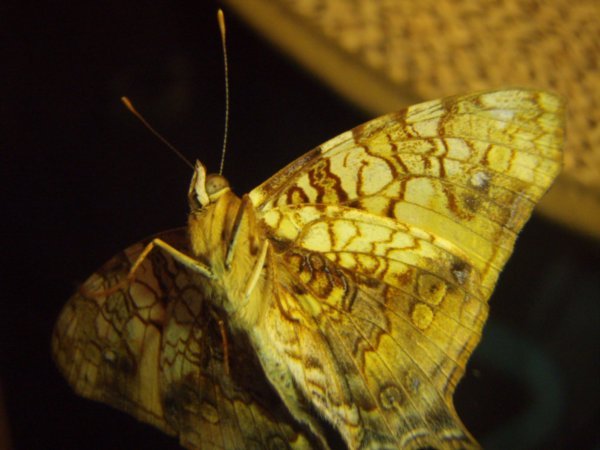 Butterflies at Iguassu 3