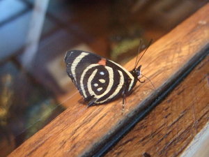 Butterflies at Iguassu 5