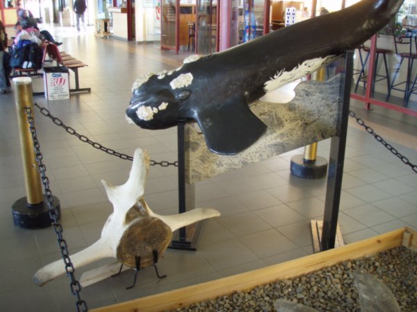 Southern Right Whale model & its bone