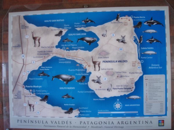 Where & What to see in Peninsula Valdes