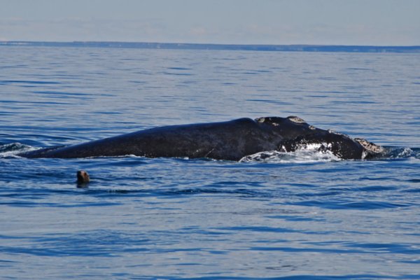 Southern Right Whale & South American Sea Lion