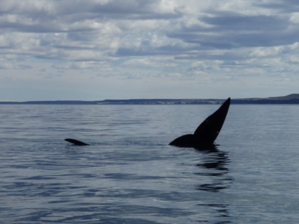 Southern Right Whale 3