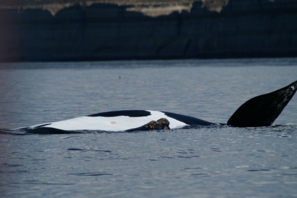 Southern Right Whale 4