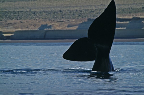 Southern Right Whale 5