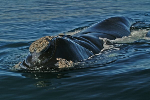 Southern Right Whale 6