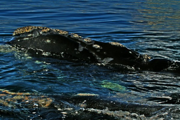 Southern Right Whale 7