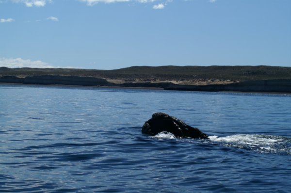Southern Right Whale 14