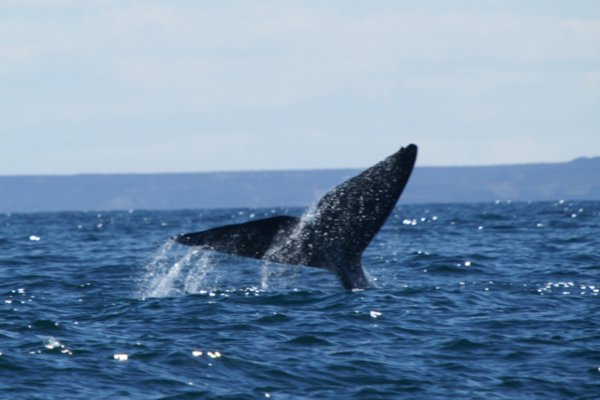Southern Right Whale 8