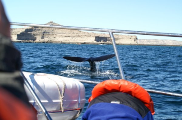 Southern Right Whale 9