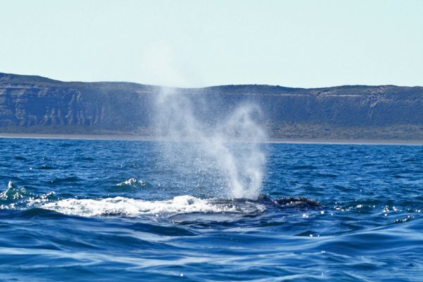 Characteristic V-shape blow of Southern Right Whale