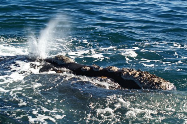 Southern Right Whale 10