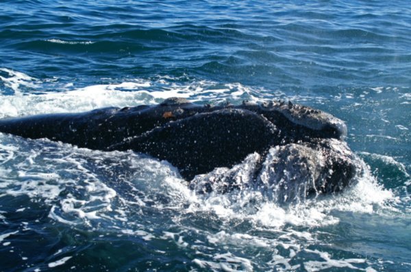 Southern Right Whale 11
