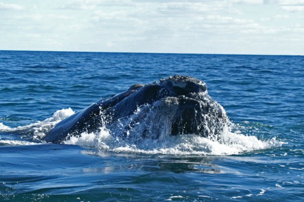 Southern Right Whale 12